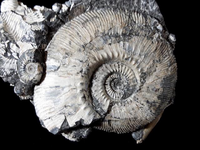 Kosmoceras (Gulielmiceras) jason (REINECKE 1847) - Bild © FossNet FossilienStore